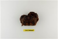 藏品(廣闊疣扇蟹)的圖片